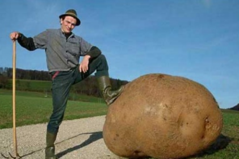 巴西的奧利維拉種出世
界最大的薯仔,這個重達
160個重的薯仔需要幾
個壯漢才能搬上車運走...