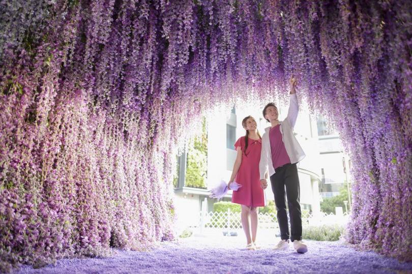 色彩優雅花朵豐盛的
紫藤花,在日本是很受
歡迎,是大型花展的常
客...