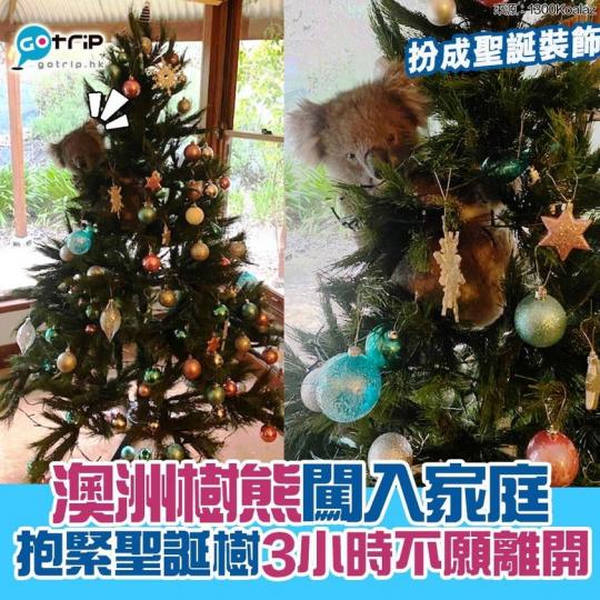 澳洲一個家庭放置了聖誕樹後，意外吸引了樹熊到訪，樹熊趁屋主不在家時，爬上聖誕樹上，並抱緊聖誕樹3小時，不願離開
😂😂...