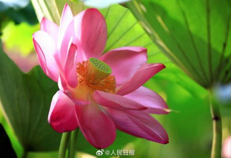 荷花把中式美學氛圍拉滿了...
