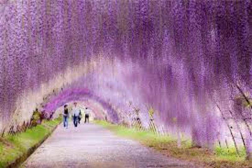 走進日本的魔幻花朵隧道，甜甜香氣飄散在空中...