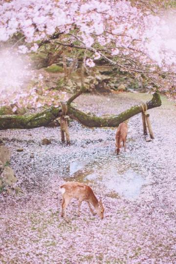 溫柔的奈良小鹿靜靜趴在櫻花樹下...