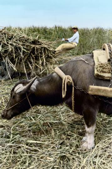 1960年，高雄縣蔗田，一名採收工人在滿載甘蔗的牛車上整理甘蔗...