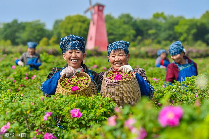Farmers pick flowers in a rose garden in Huzhou, East China's Zhejiang province...
