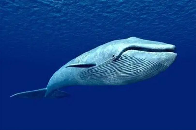 藍鯨屬於海洋哺乳動物
它是地球上現存體型最
龐大魚類,長超過33米
重達177噸,它的幾個品
種分別棲息在北大西洋
北太平洋,印度洋和南太
平洋,主要以小型甲殼類
和魷魚與小型魚類爲食
由於捕鯨者濫捕...