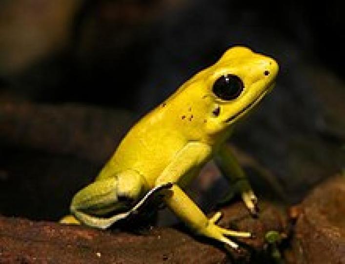 黃金箭毒蛙是最美麗的
蛙類,同時也是毒性最强
的物種之一,它的整個身
體皮膚都有毒,被認爲最
毒的脊椎動物,據說一隻
黃金箭毒蛙的毒素能夠
在三分鍾內毒死十名成
年人，它主要分布在巴
西,圭亞那,智利...