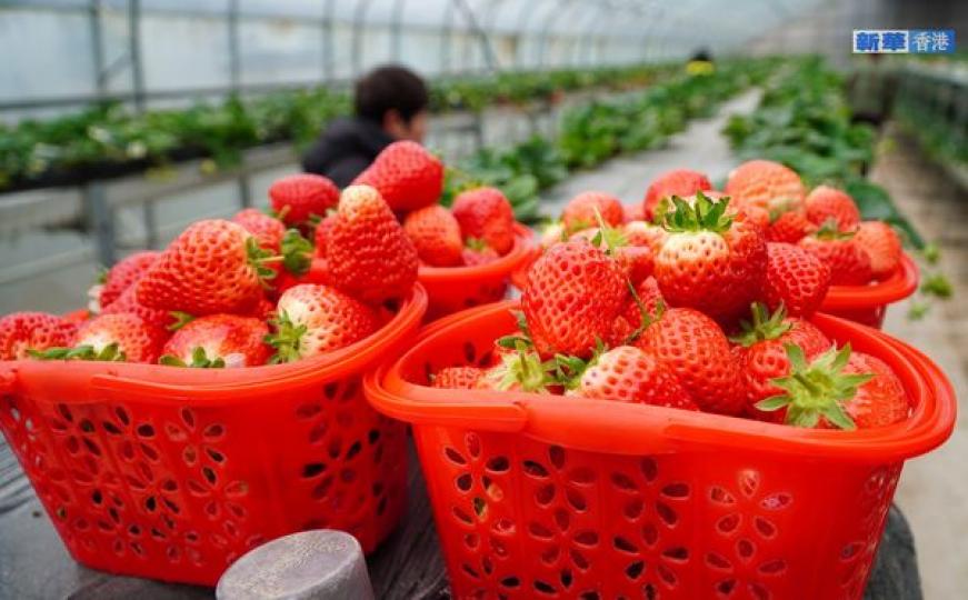 大棚草莓種植助力農民增收...