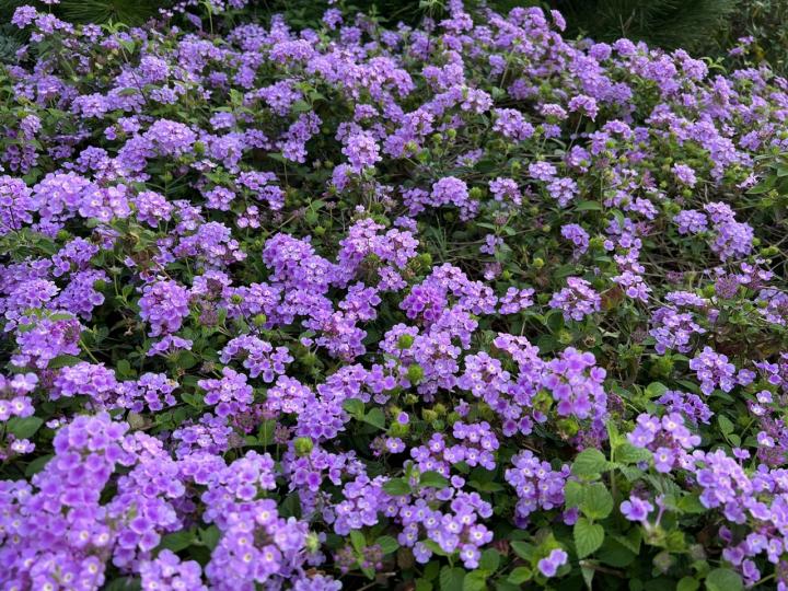 早晨！一大片繁密的紫色馬櫻丹花都很吸引...