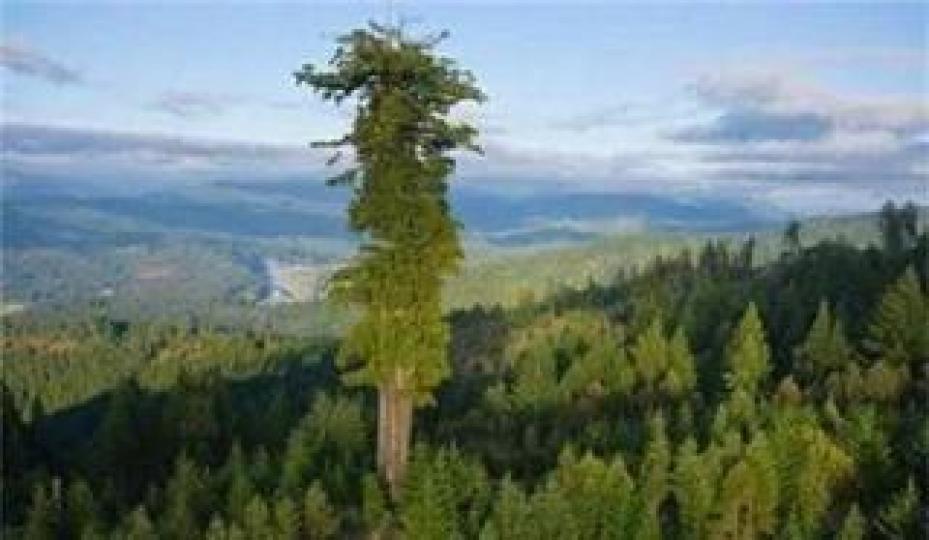 世界最高的樹亥伯龍樹
坐落在美國加州州立公
園,樹高約380尺,是一
種加州紅杉樹,相當香
港普通樓40多層高...