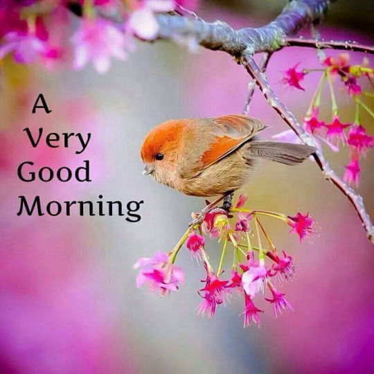 大家早上好, 
枝上鳥兒為你獻上美妙歌聲, 
幸福每一天!...