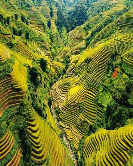 整齊排列的梯田，在越南木江界展現風貌...