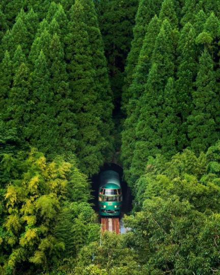 穿越大片綠色森林的列車...