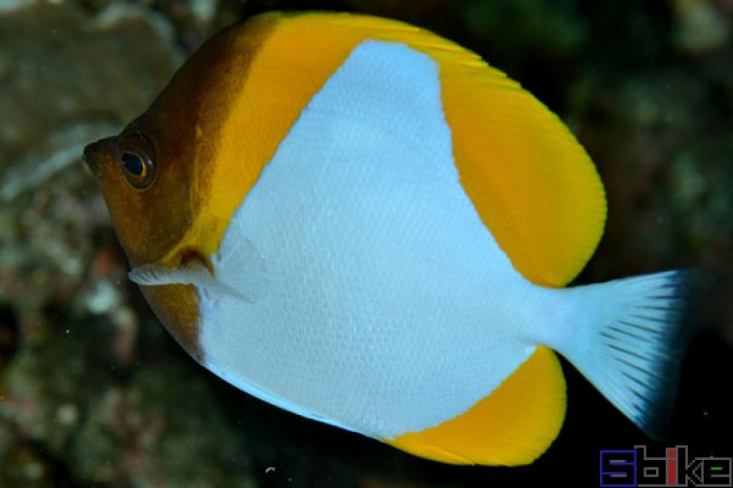 鑽石蝴蝶魚,原産於印度
洋夏威夷附近珊瑚礁海
域,魚體四週鮮黃色,中
間一大塊銀白色三角形
斑紋,有點似鑽石,因而
得名。...