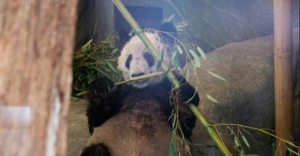 The giant #panda "Ya Ya" began its journey back to China from the US' Memphis Zoo on Wednesday morni... The giant #panda "Ya Ya" began its journey back to China from the US' Memphis Zoo on Wednesday morni...