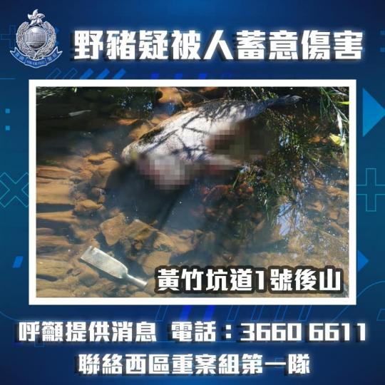【動物守護 • 懷疑殘酷對待動物案呼籲】
近日於元朗及黃竹坑分別發生兩宗懷疑殘酷對待動物案件,現呼籲市民提供任何與案件有關的消息。
(11月6日),有市民在八鄉上村公園,發現一隻受傷狗隻,懷疑被人蓄意... 【動物守護 • 懷疑殘酷對待動物案呼籲】
近日於元朗及黃竹坑分別發生兩宗懷疑殘酷對待動物案件,現呼籲市民提供任何與案件有關的消息。
(11月6日),有市民在八鄉上村公園,發現一隻受傷狗隻,懷疑被人蓄意...