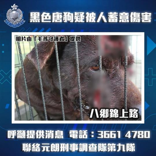 【動物守護 • 懷疑殘酷對待動物案呼籲】
近日,本港多區先後發生四宗懷疑殘酷對待動物案件。警方正全力調查案件並追緝有關涉案人士。
根據香港法例第169章《防止殘酷對待動物條例》,任何人不合理地作出或不... 【動物守護 • 懷疑殘酷對待動物案呼籲】
近日,本港多區先後發生四宗懷疑殘酷對待動物案件。警方正全力調查案件並追緝有關涉案人士。
根據香港法例第169章《防止殘酷對待動物條例》,任何人不合理地作出或不...