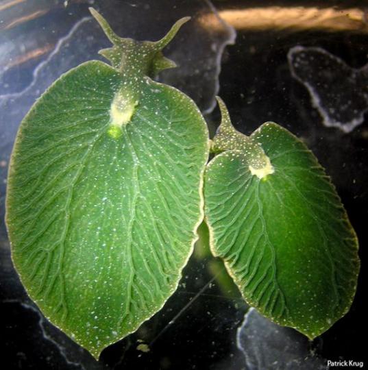 緑葉海蛞蝓不僅象一片
樹葉,甚至還有樹葉一樣
的葉脉,它被發現於美國
東部沿海和加拿大新斯
科捨省,據説它是世界上
唯一能進行光合作用的
動物。...