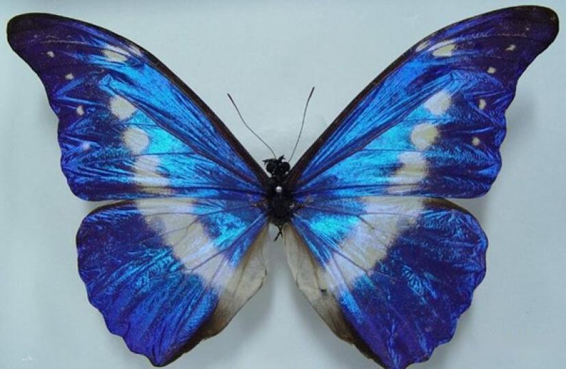 光明女神蝶又稱海倫娜
閃蝶,分布在巴西.秘魯.
哥倫比亞,它數量非常
稀少,被稱秘魯國蝶,十
分珍貴,譽爲世界最美
麗的蝴蝶,它體態妸娜
展翅如孔雀開屏,蝶翅
會發光變色.時而深藍
時而淡藍.時而紫藍...