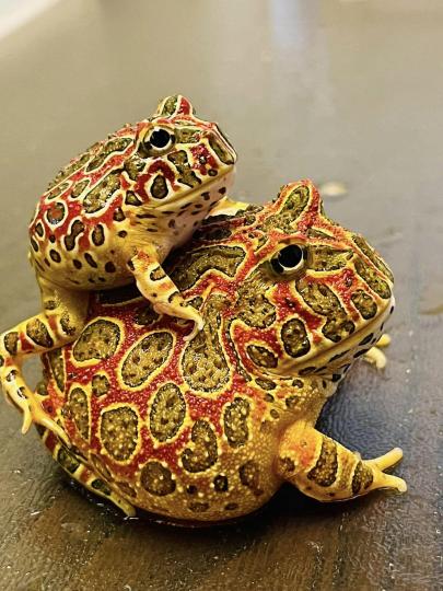 紅鍾角蛙原生於南美洲
QQ萌萌的樣子和身體
上美麗的圖案斑紋,現
在己成為人們的寵物，
那隻細小的並不是孩子
而是求交配的男朋友，
雄性角蛙普遍比較雌性
的要細小許多。...
