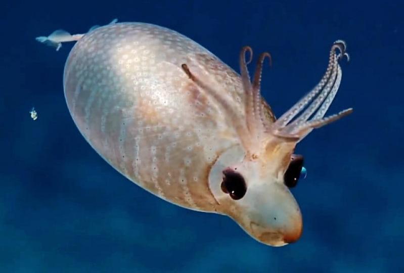 科學家在太平洋深海發
現超萌的小精靈,一種神
秘的章魚科軟體動物：
小猪章魚。...