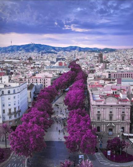 紫色花樹沿途綻放，鮮豔的令人暈眩，是古代代表貴族的顏色...