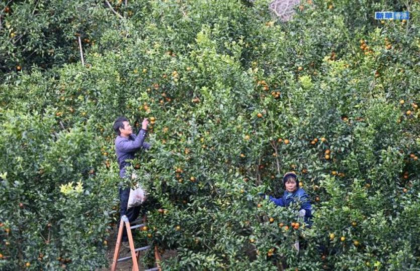 廣西樂業：又是橘子收穫時...