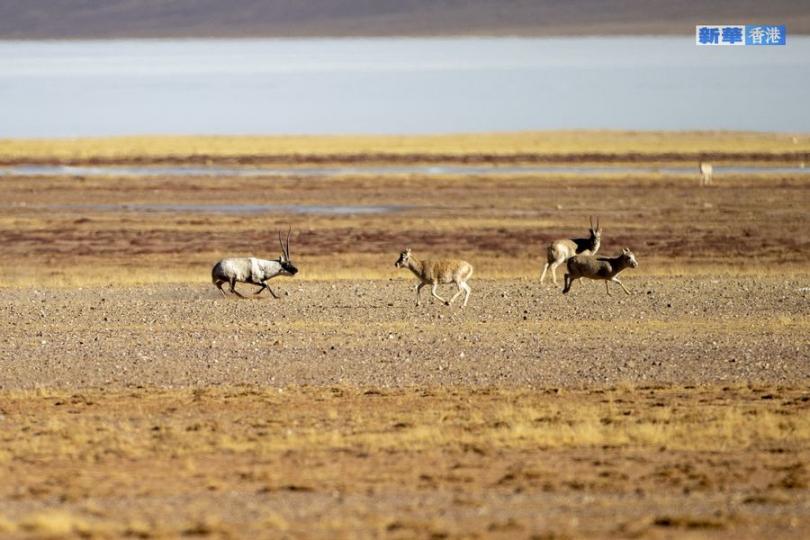 羌塘國家級自然保護區藏羚羊進入交配高峰期...