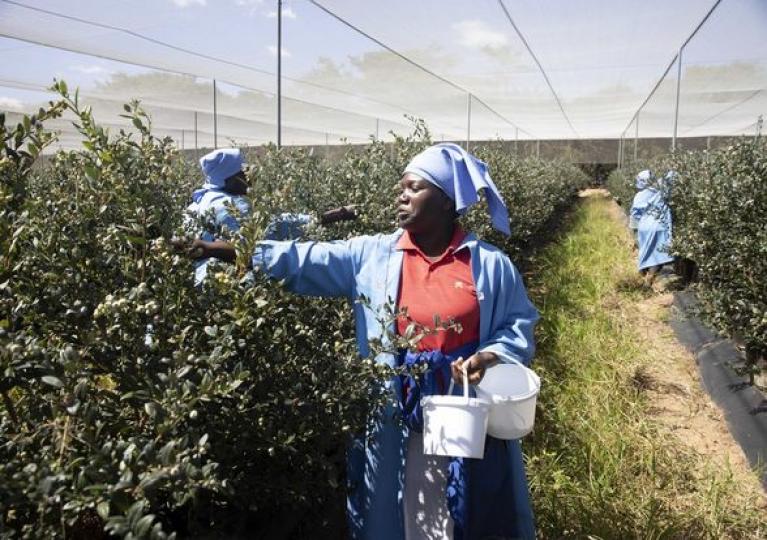 Zimbabwe, a major blueberry producer in southern Africa...