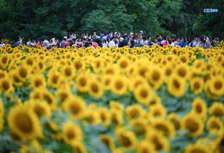 北京：夏日綻放的向日葵...