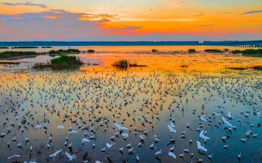 The Hongze Lake Wetland Scenic Area in Sihong county...