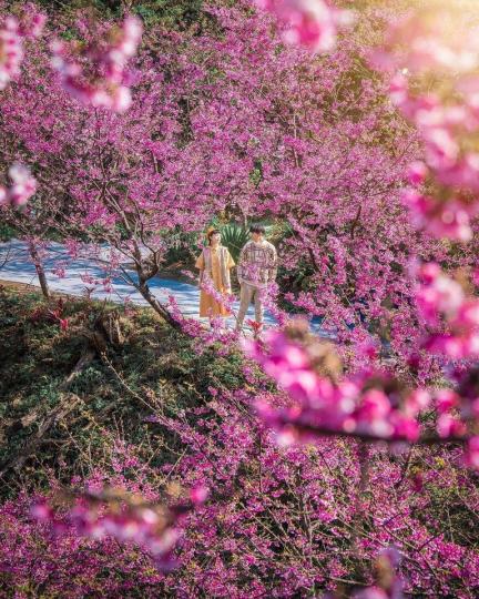 北部最大的櫻花林正式開放，紅到盛開滿樹的浪漫櫻花，微涼暖暖的天裡賞起來最合適了...