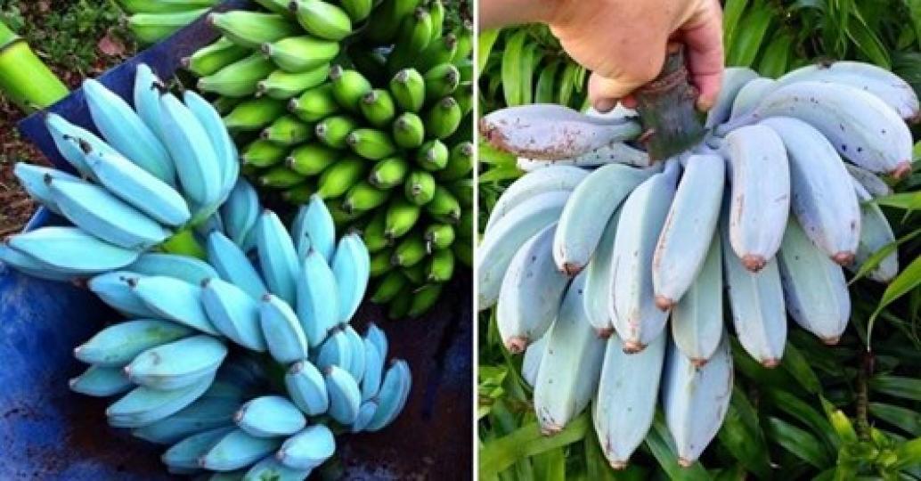 水藍色的香蕉大家有看過嗎...