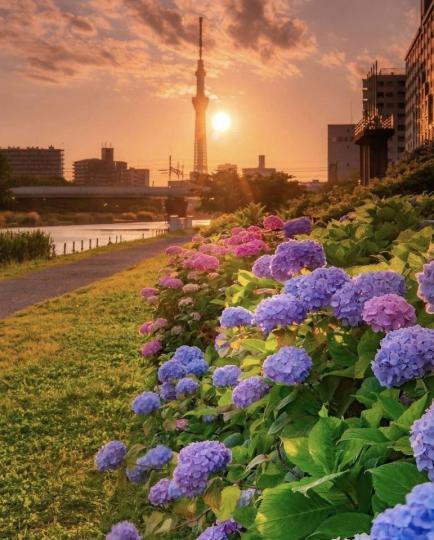 東京城裡的橋梁下，找到一處開著繡球花的角落，花團錦簇搭配遠方夕陽，說多美就有多美...