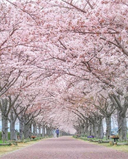 想念日本的櫻花小道，那粉色的浪漫景象...