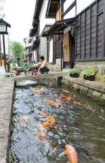 日本的水溝水質超乾淨，不僅下水道清澈見底...