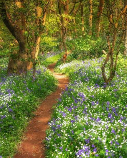 春天的英國森林散發著甜甜花朵香氣...
