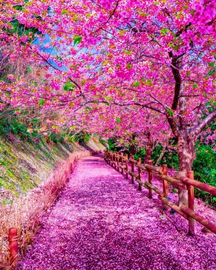 無比鮮豔的櫻花步道......