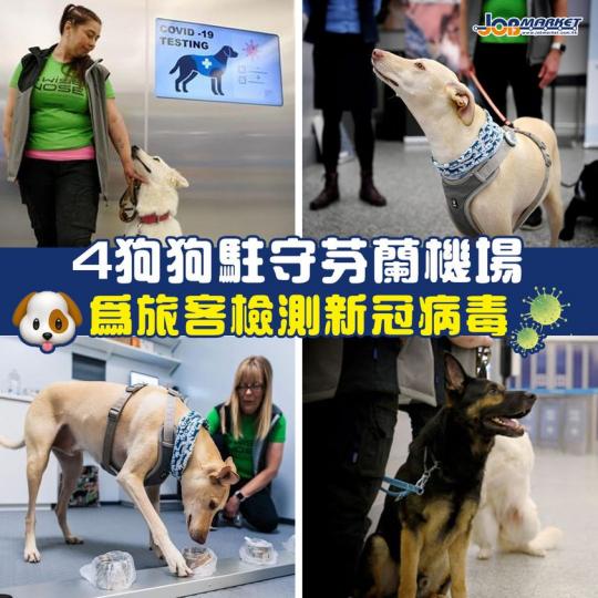 芬蘭赫爾辛基萬塔國際機場周三(23日)起,將有4隻嗅探犬在往來旅客中探測新冠病毒。赫爾辛基大學聲稱,這些犬隻探測新冠病毒的準確度,接近百分之一百。
在早前舉行的新聞發布會上,4隻經過特殊訓練的嗅探犬,... 芬蘭赫爾辛基萬塔國際機場周三(23日)起,將有4隻嗅探犬在往來旅客中探測新冠病毒。赫爾辛基大學聲稱,這些犬隻探測新冠病毒的準確度,接近百分之一百。
在早前舉行的新聞發布會上,4隻經過特殊訓練的嗅探犬,...