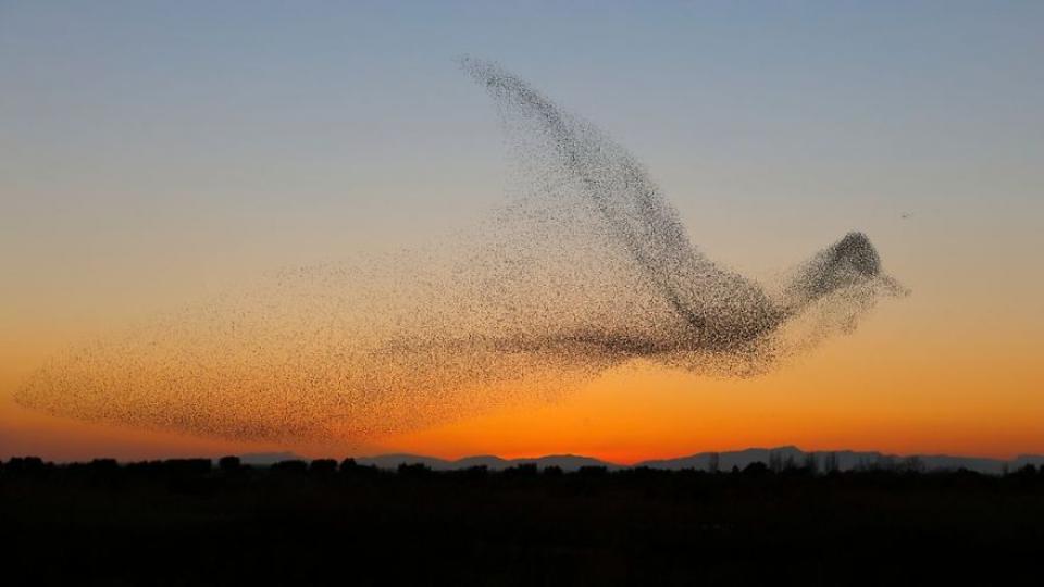 攝影師捕捉「鳥群飛舞組成大鳥」超壯觀...