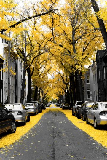 走在金黃色的銀杏樹街道上...