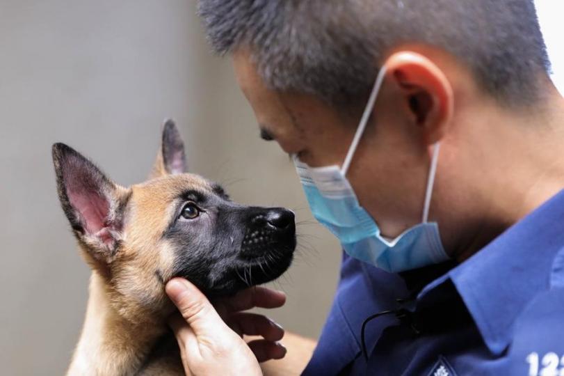 【 警犬生力軍 • 英氣初展 】
驚覺剛出生時的 Kira 稚氣不再，眉宇之間卻顯得英姿颯爽。
炯炯有神的眼睛，似在告訴大家，他們急不及待要到前線與警隊一起除暴安良。...