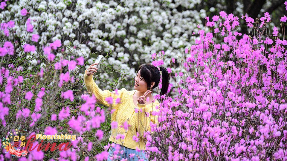 The cherry blossoms, pear blossoms and azaleas are in full bloom... The cherry blossoms, pear blossoms and azaleas are in full bloom...
