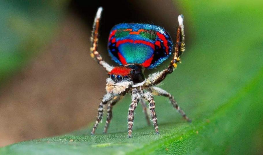 可能系世上最美麗的孔
雀蜘蛛。...
