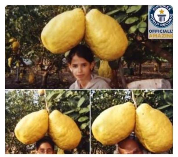 一位以色列農民在2003
年種出一個重5.2公斤
檸檬,創下新的世界紀錄...