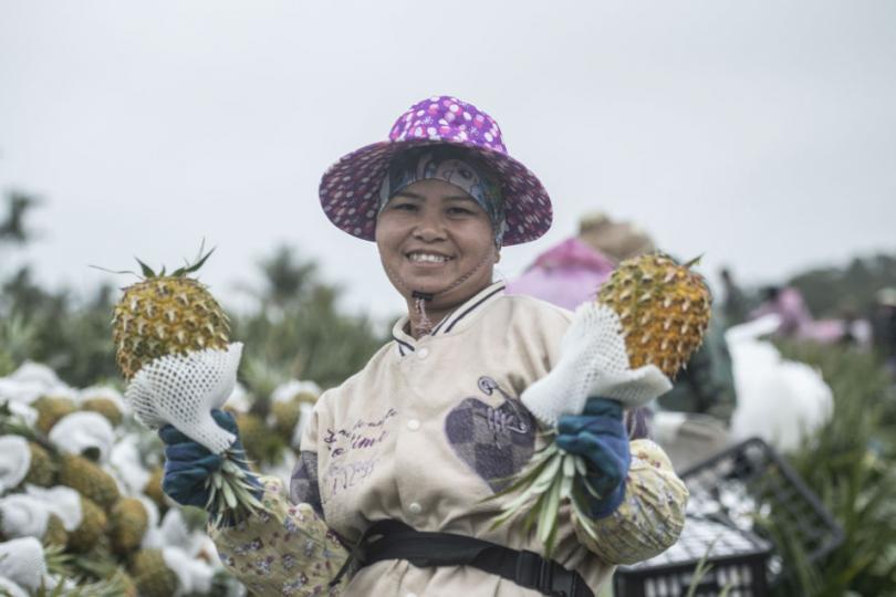 海南萬寧：農民採收菠蘿 運銷東北等地市場...