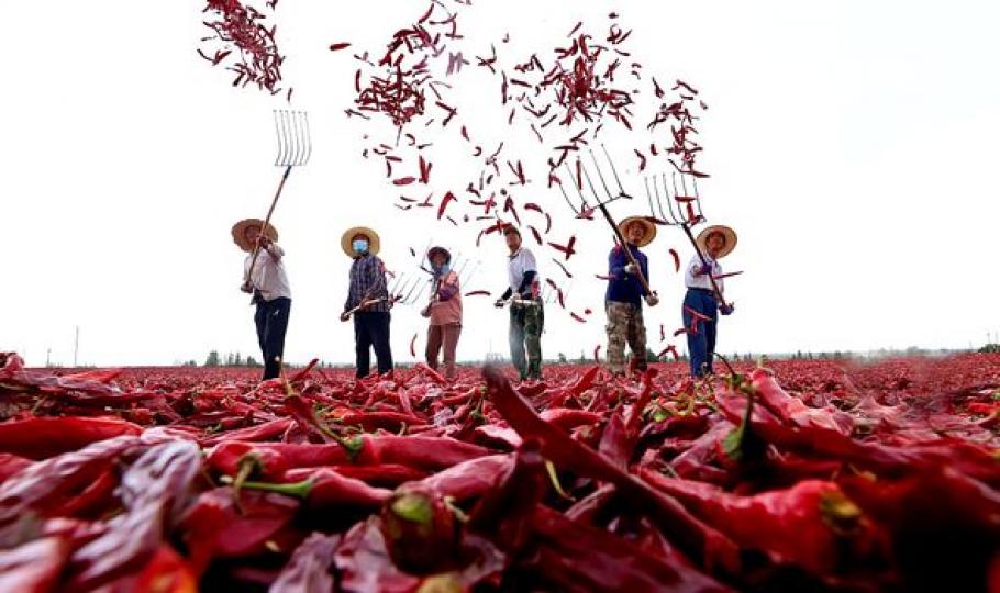 Farmers are busy harvesting red chily peppers across 1,680 acres... Farmers are busy harvesting red chily peppers across 1,680 acres...