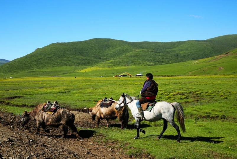 遊牧草原之上的阿安多藏族...