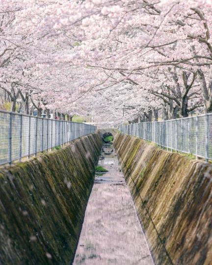 櫻花隧道座落在幽靜的日本福岡...