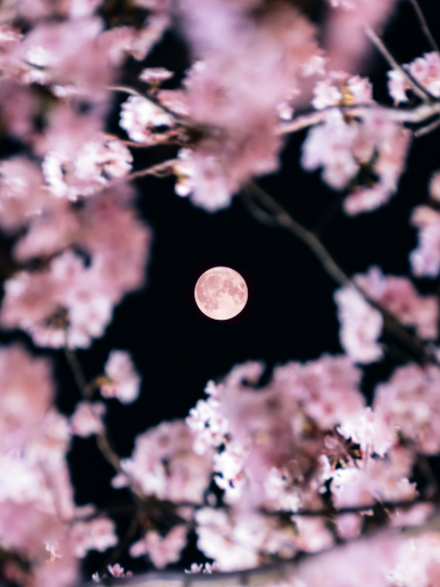 被櫻花包圍的粉粉月光...