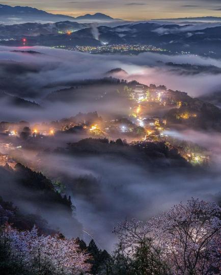 奈良縣的櫻之雲海在山脈間流動...